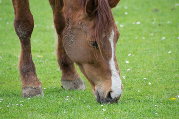 A horse grazing on green grass