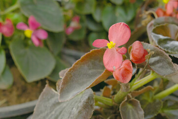 Beautiful red Begonia (Begonia Semperflorens) flowers in the park, Closeup view of angel wing cane...