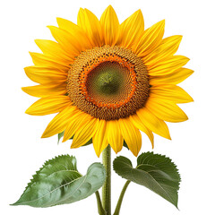 Obraz premium Realistic Sunflower PNG with Transparent Background – High Resolution Flower Clipart