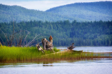 Black kite (Milvus migrans) sits on a dry branc