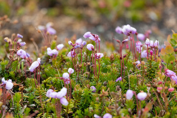 Blooming Phyllodoce in the tundra in summer close up