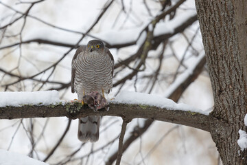 Eurasian sparrowhawk sitting on a tree branch