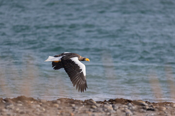 Steller's sea eagle flies over the sea
