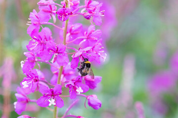 Bumblebee on Flowers of Fireweed, Chamaenerion angostifolium on a sunny summer day