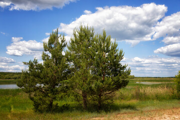 Large tree in the steppe, close-up. Summer