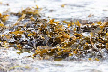 Seaweed or Laminaria lies on the sand by the ocean, Kunashir Island