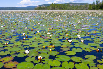 Water lily plantation. Lake Azas, Tuva Republic, Russia