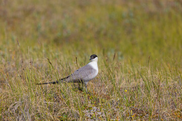 Long-tailed jaeger bird sitting on the grass close up