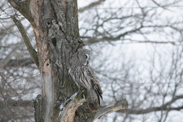 Great gray owl sitting on a tree branch close up