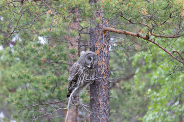 Great gray owl sitting on a tree branch close up