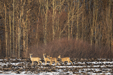 A herd of roe deer on the edge of a forest in winter