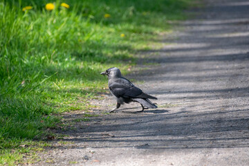 A western jackdaw walks through a green lawn