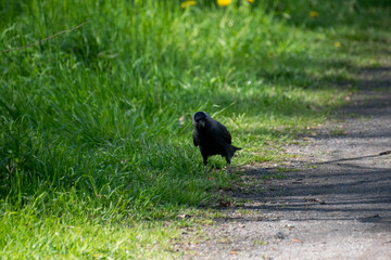 A western jackdaw walks through a green lawn