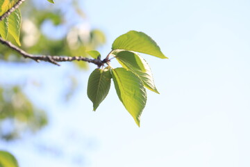 青空と桜の新緑