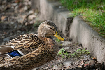 A close up shot of a brown female duck