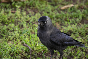 A western jackdaw walks through a green lawn