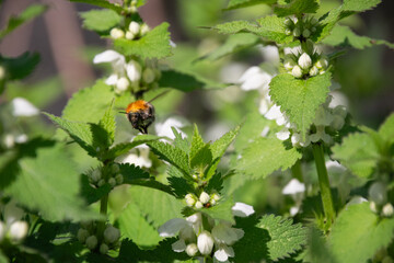 A flying bee close up