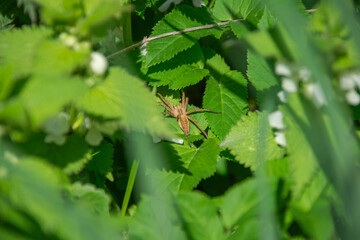A nursery web spider - Pisaura mirabilis - sitting on a leaf