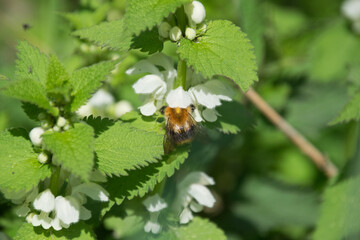 Bee collects nectar from white flower