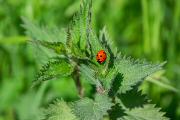A close up shot of a ladybug on a leaf