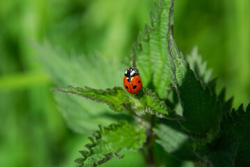 Obraz premium A close up shot of a ladybug on a leaf
