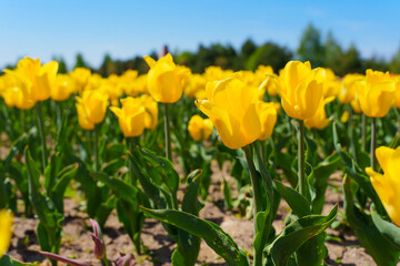 Obraz premium Vibrant Yellow Tulip Field Under Clear Blue Sky In Spring