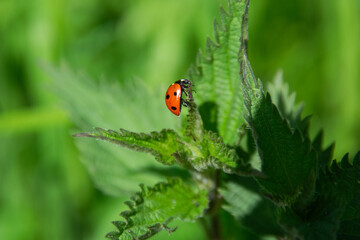 Obraz premium A close up shot of a ladybug on a leaf