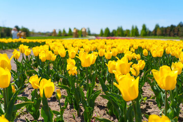Vibrant Yellow Tulips Blooming in a Sunny Spring Field