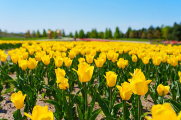 Obraz premium Vibrant Yellow Tulip Field Under Clear Blue Sky in Springtime