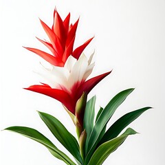 A vibrant red-and-white guzmania plant in full bloom, surrounded by lush green leaves and thriving in a tropical setting.