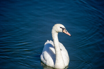 swan cygnus olor on the lake in Ternopil, Ukraine