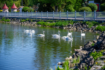Fototapeta premium white swan on the pond in Ternopil, Ukraine