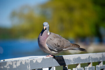 pigeon on the fence