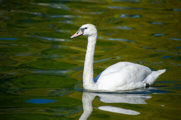 swan cygnus olor  on the lake in Ternopil, Ukraine