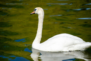 swan cygnus olor on the lake in Ternopil, Ukraine