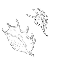 Lambis clam shells with spikes, sketch in black and white ink. Vector illustration. Set of spiral seashells from the underwater world of the ocean, isolated on white background. For marine-style decor