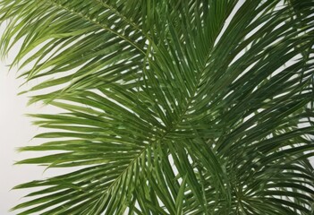 Obraz premium Emerald green palm leaf, sunlit surface details , bright, wallpaper