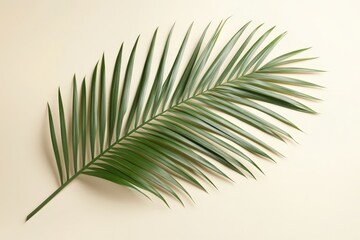 Obraz premium A single palm frond against a pastel background.