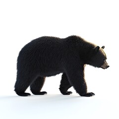 Fototapeta premium Majestic Black Bear Walking on White Background: A Striking Wildlife Image