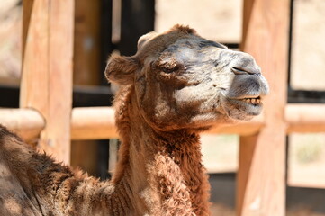 Close-Up of a Camel Smiling in Sunlight