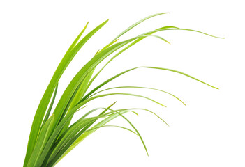 A bunch of green grass.