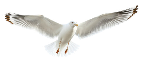 Obraz premium Seagull In Flight With isolated on a transparent background