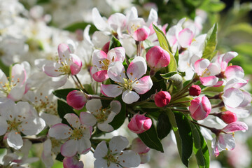 Beautifully blooming crabapple tree with lots of white and pink flowers, spring time