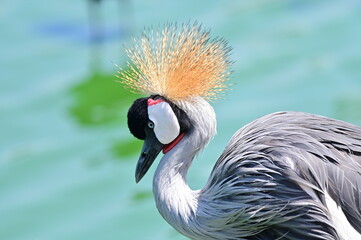 Grey Crowned Crane with Golden Crest Near Water