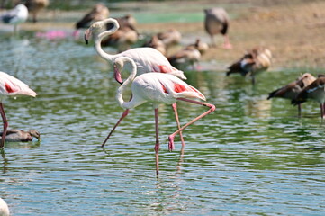 Greater Flamingos Wading Gracefully in a Shallow Pond