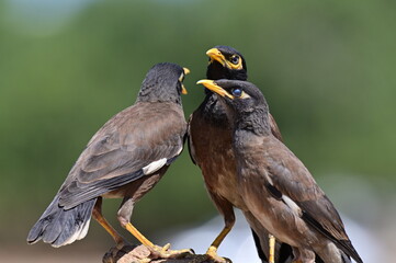 Group of Common Mynas Perched Together on a Branch