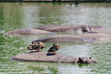 Ducks Resting on the Back of a Hippopotamus in a Lak