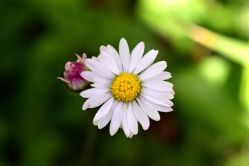 Blüte und aufgehende Knospe eines Gänseblümchens