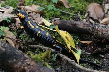 Salamandra