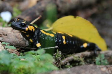 Obraz premium Salamandra